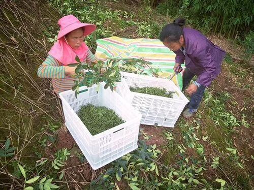 重庆市 重庆花椒筐厂家直销 大号鲜花椒筐可装40斤