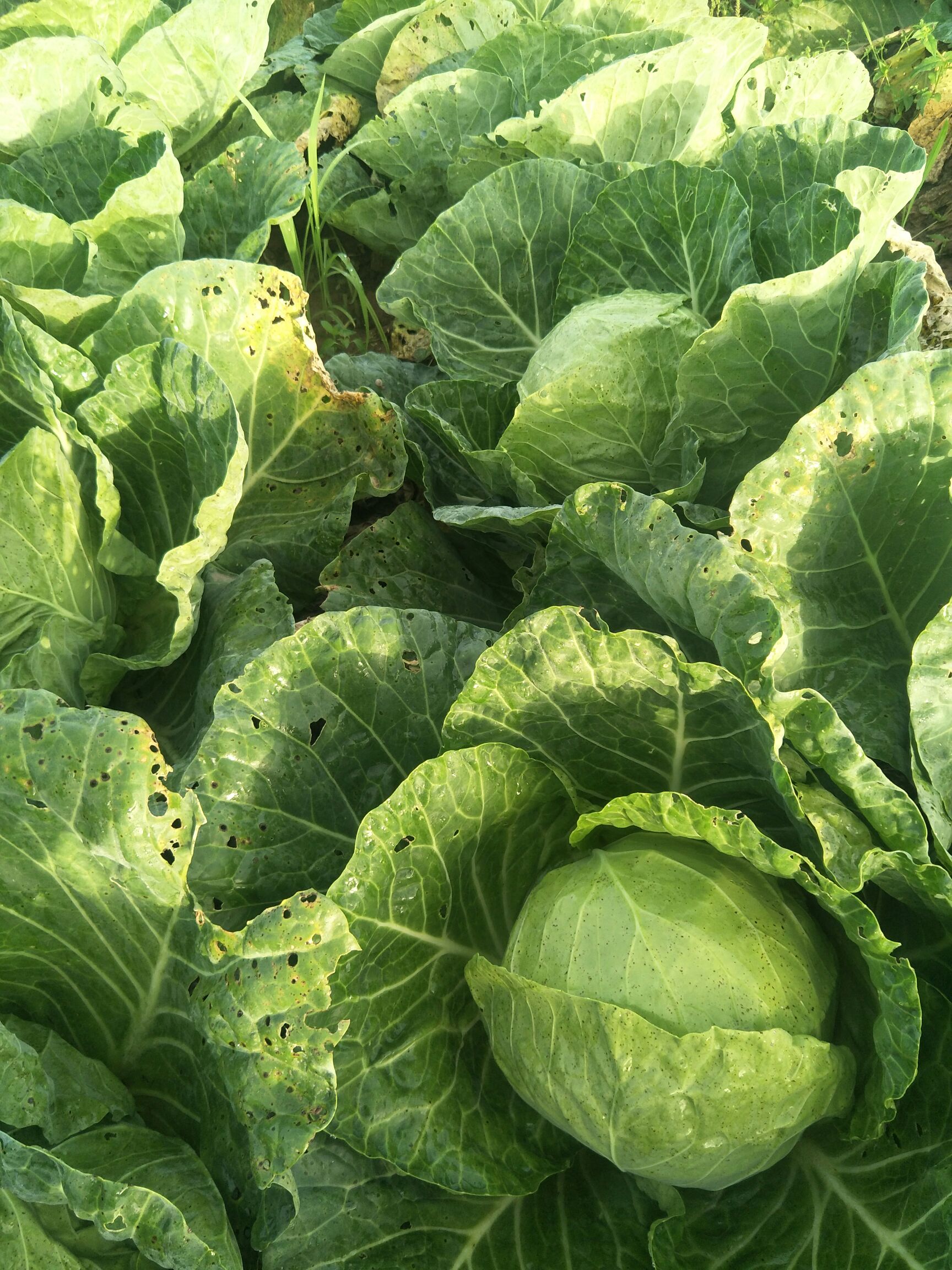 圆包菜 1.5~2.0斤