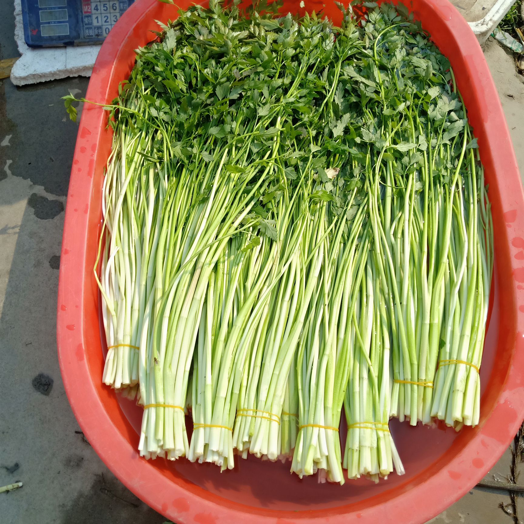 扬州鲜水芹菜，包邮全国！