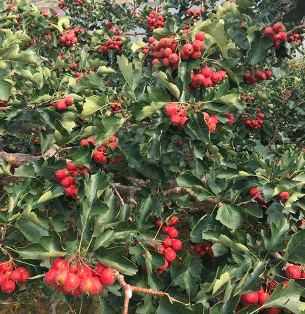 大绵球山楂树苗