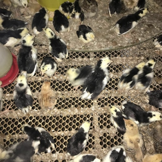 沭阳县 纯正贵妃鸡苗3-5两左右活体小鸡活苗脱温贵妃鸡活体小鸡苗