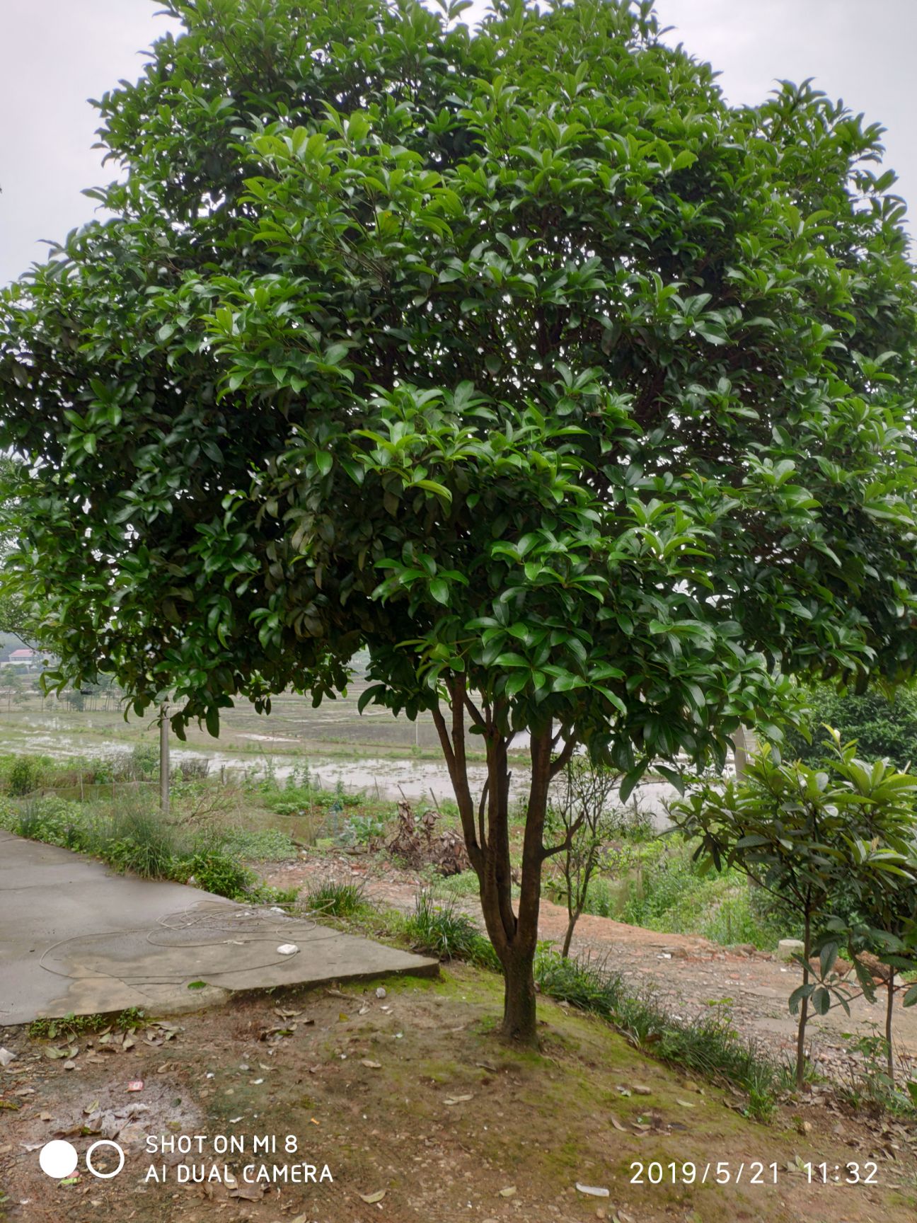  自家8月桂花树、懒得打理、便宜出售需要的老板联系……