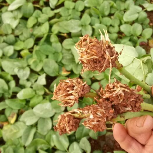  月季苗 大花月季 花卉种苗