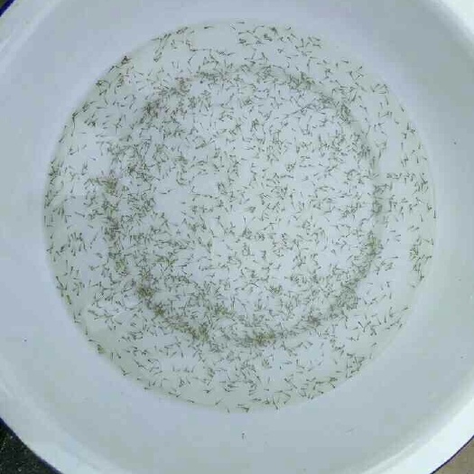濮阳县 出售黄河鲤福瑞鲤鱼鱼苗要的联系