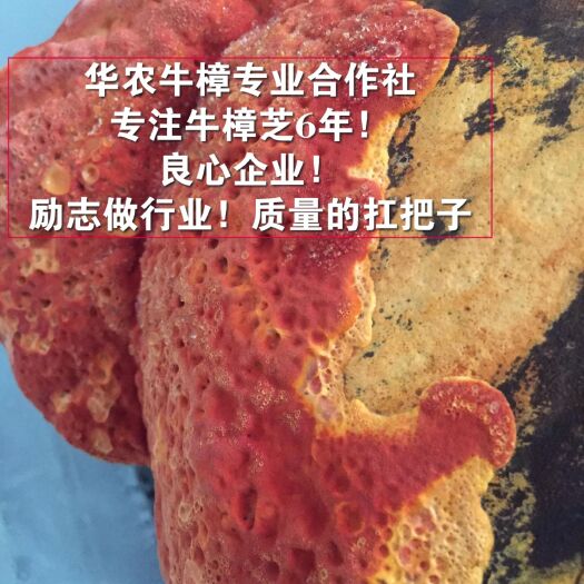 南靖县樟木 牛樟原菇 牛樟芝 牛樟椴木 牛樟滴丸 牛樟纯露 牛樟精油