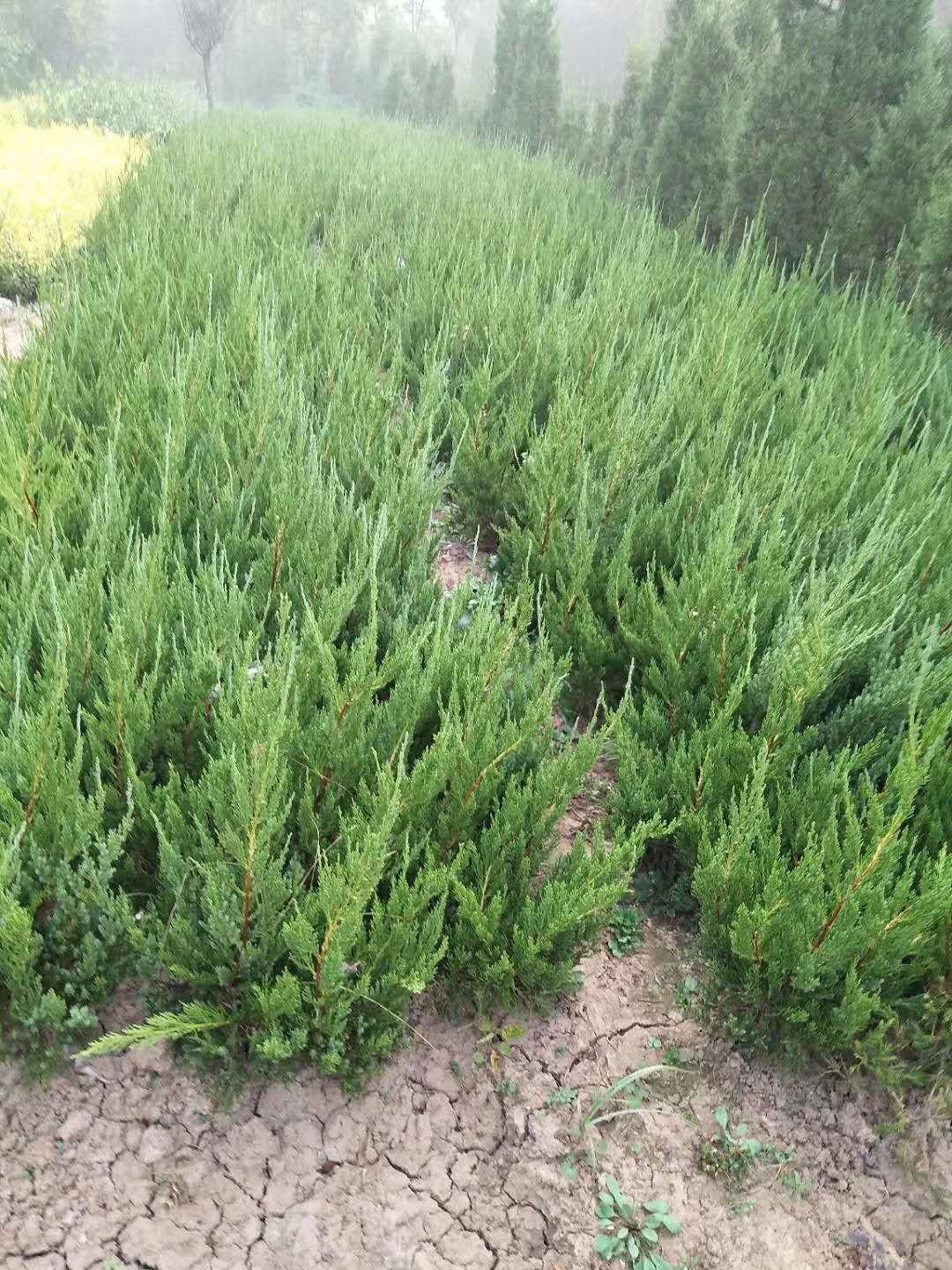 小龙柏  40公分龙柏价格40/60公分龙柏基地苗木批发