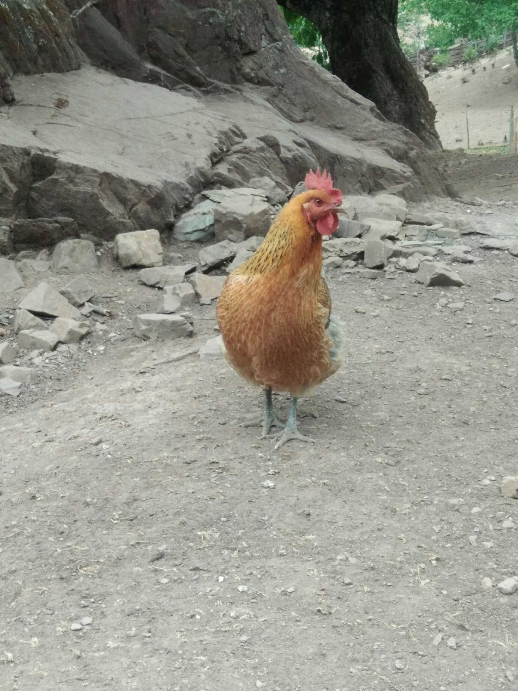  高山散养生态土鸡
