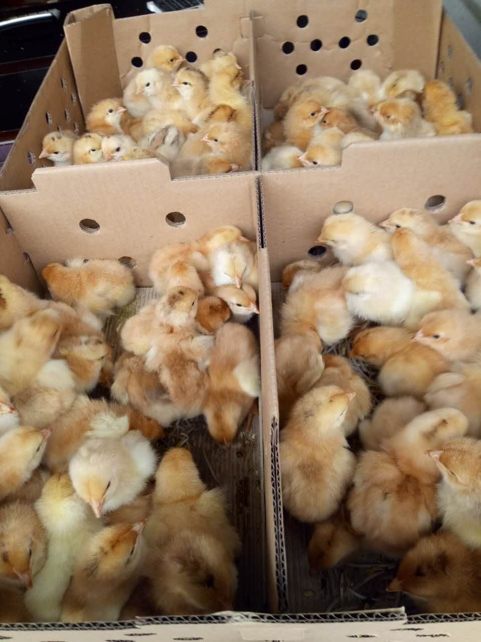 三黄鸡苗 三黄鸡公苗，诚信经营，假一赔十。