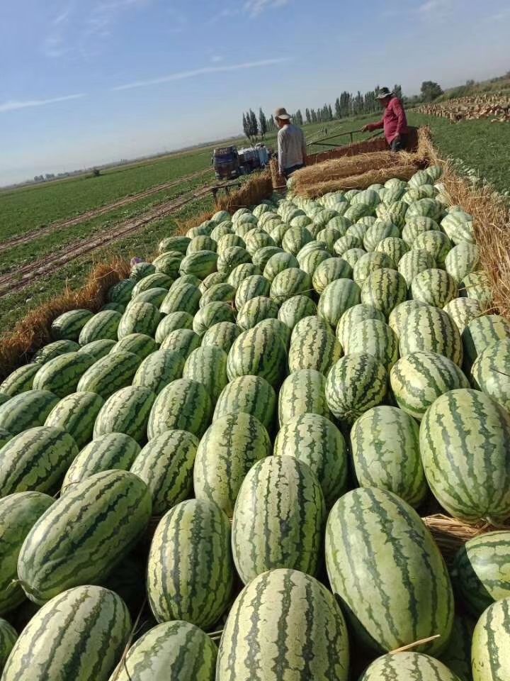 甜王西瓜 陕西省渭南市蒲城县 1茬 一级