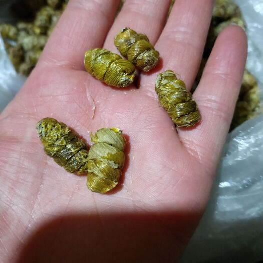 龙陵县黄草石斛  铁皮石斛枫斗