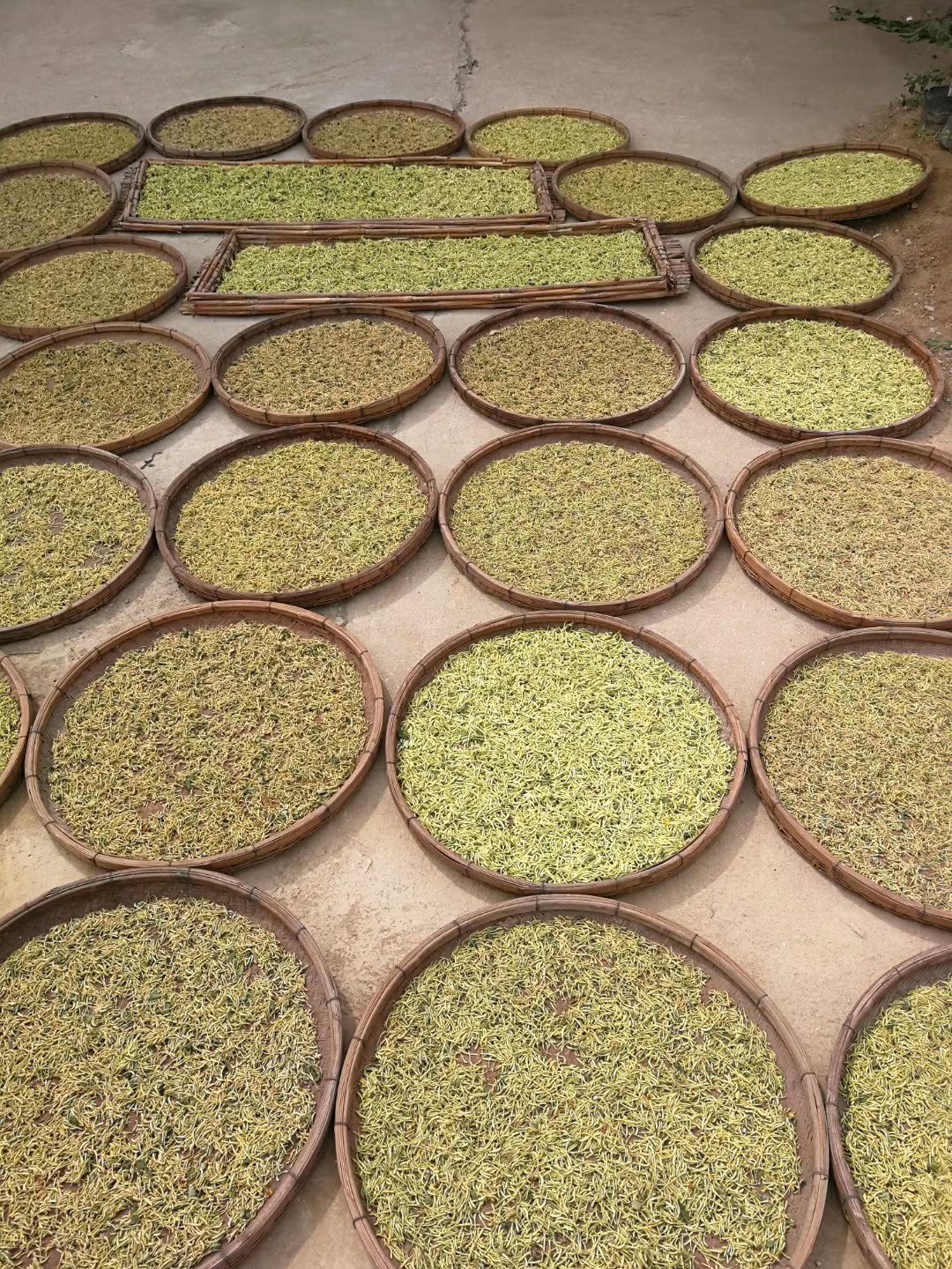  山东金银花产新