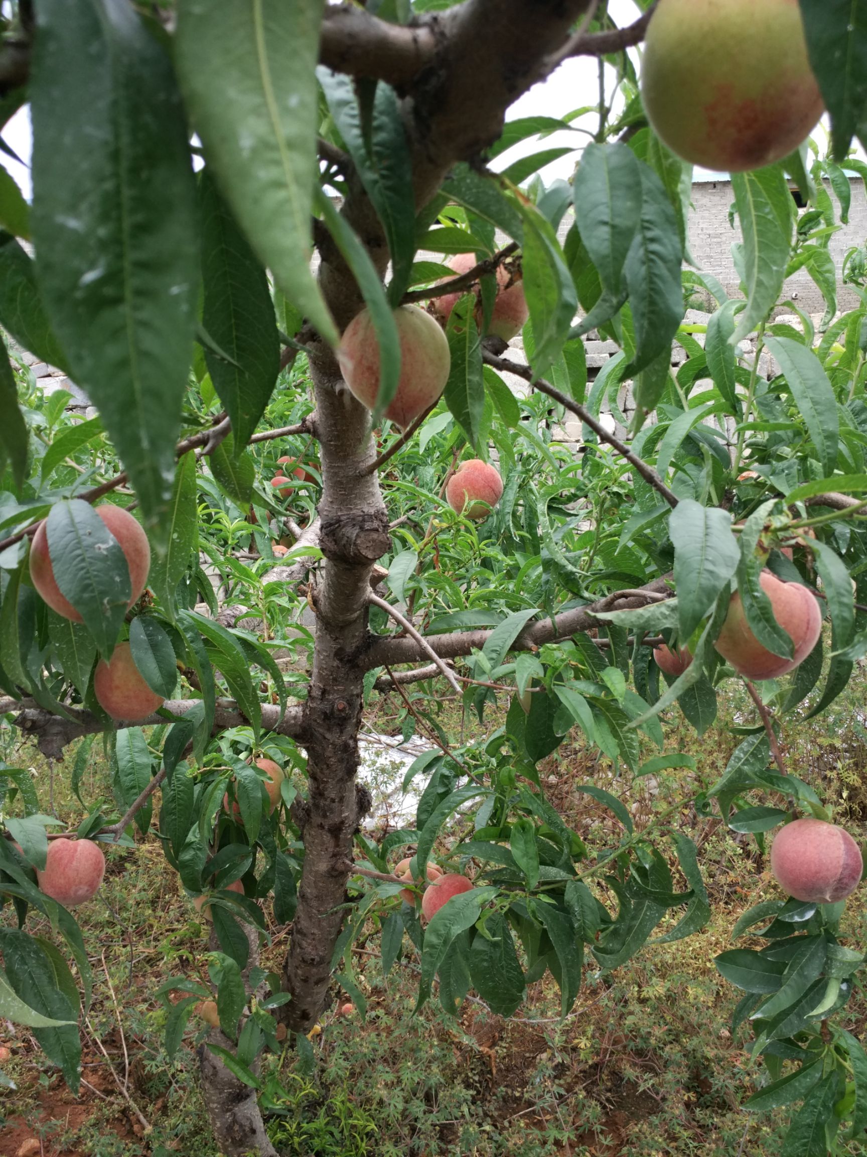 五月鲜桃 枣阳早熟鲜桃上市