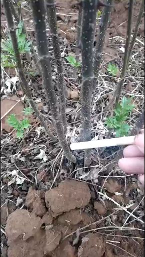  花椒苗基地自产直销 现挖现卖 第二年见果 提供种植技术