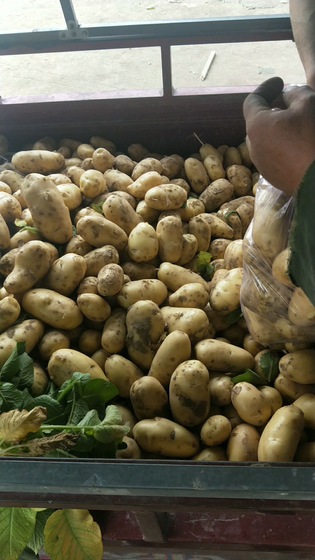 荷兰15号土豆 荷兰上市了，价格美丽