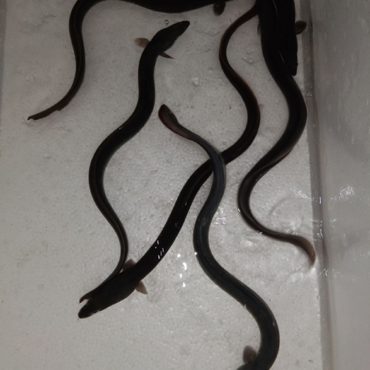 广州 超规格白鳝苗