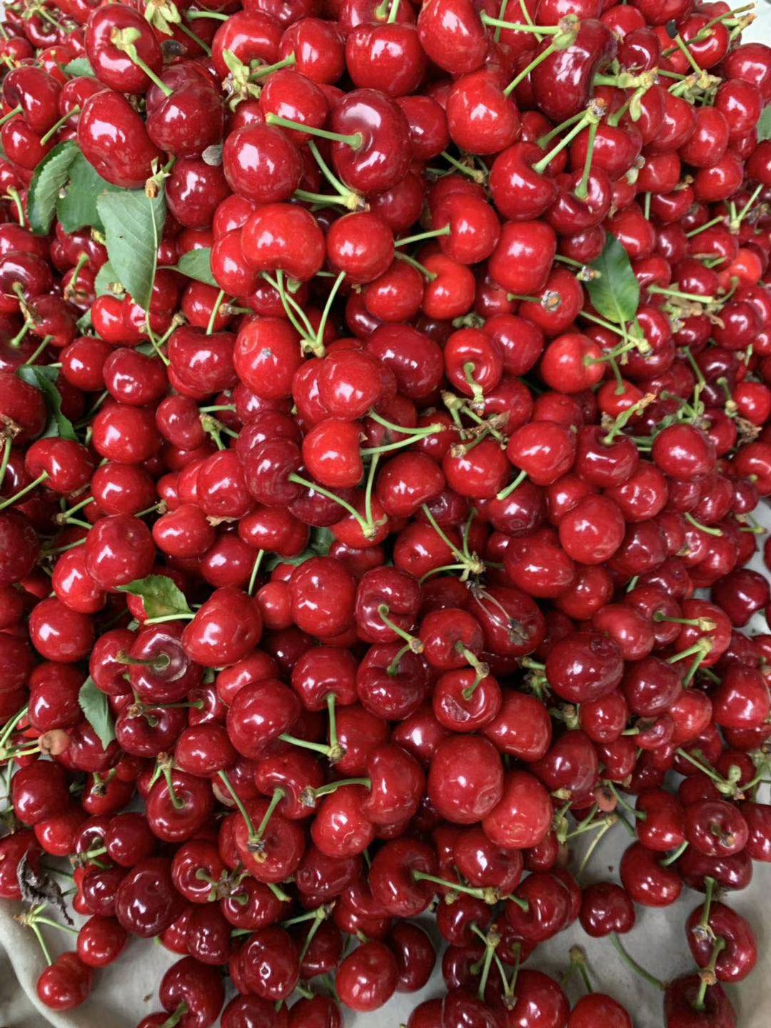 大樱桃 汉源车里子每天都在接单中，我一直都在