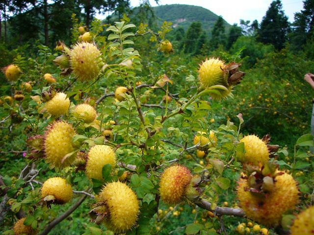 水果金刺梨苗 刺梨苗庭院种植苗 刺梨苗包成活