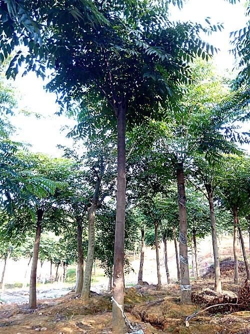  3之20公分的栾树