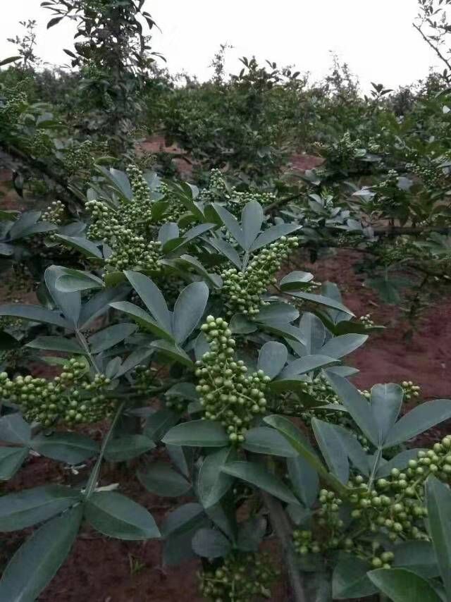 九葉青花椒苗 藤椒苗，抗寒，弱刺產(chǎn)量高，基地直供技術(shù)指導(dǎo)