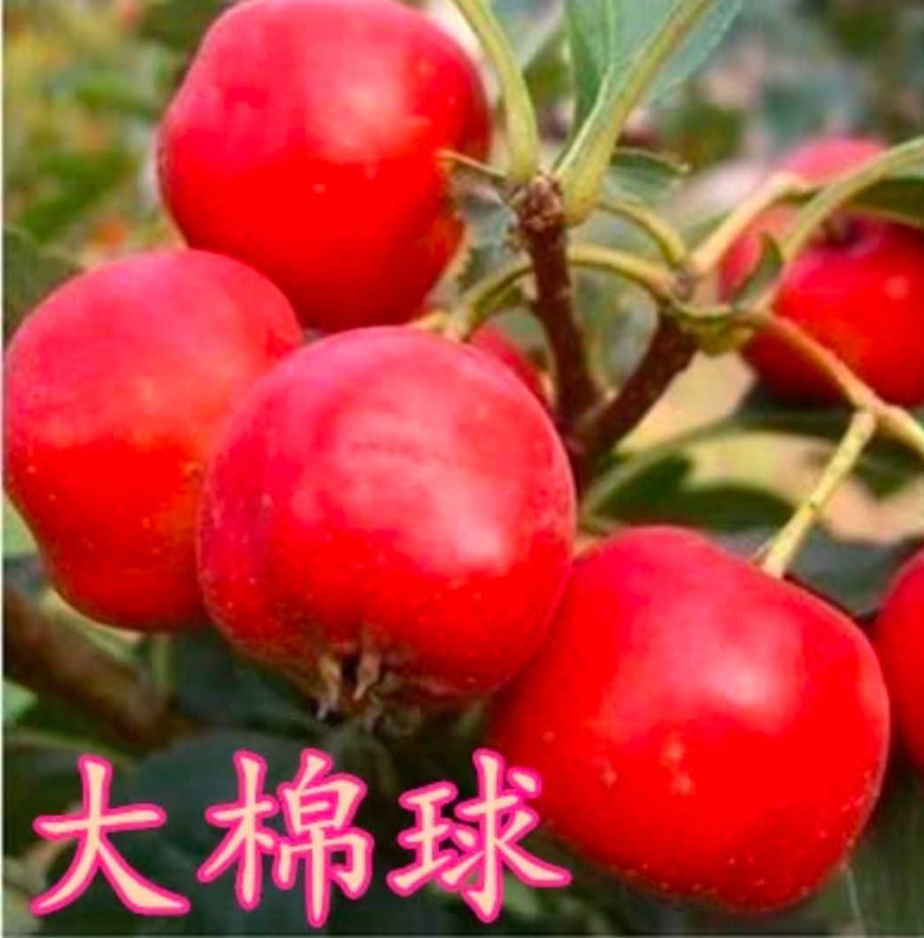 大绵球山楂树苗