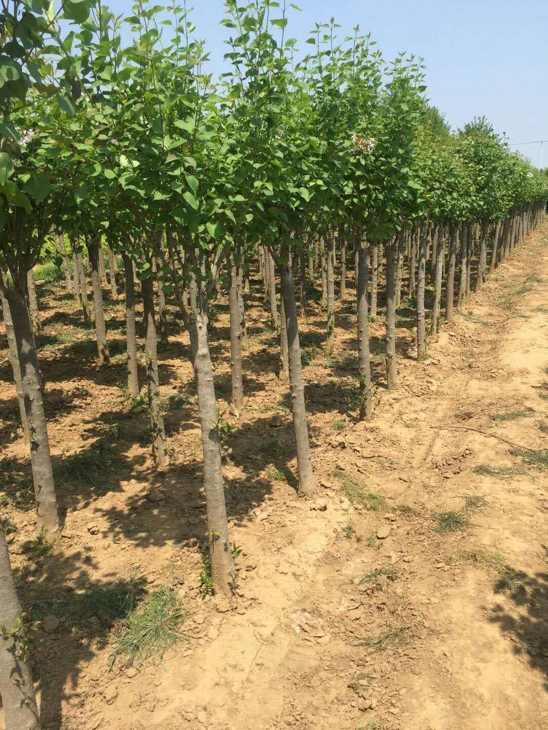  丁香地经径6公分冠幅1米主杆1米高度2.5米