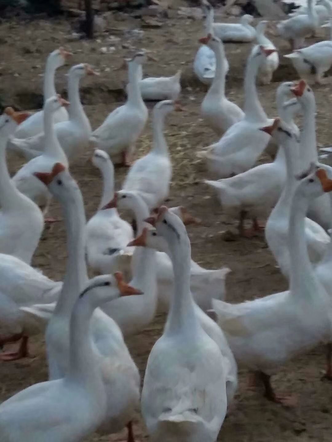 鹅肉类 1800只均重8斤以上