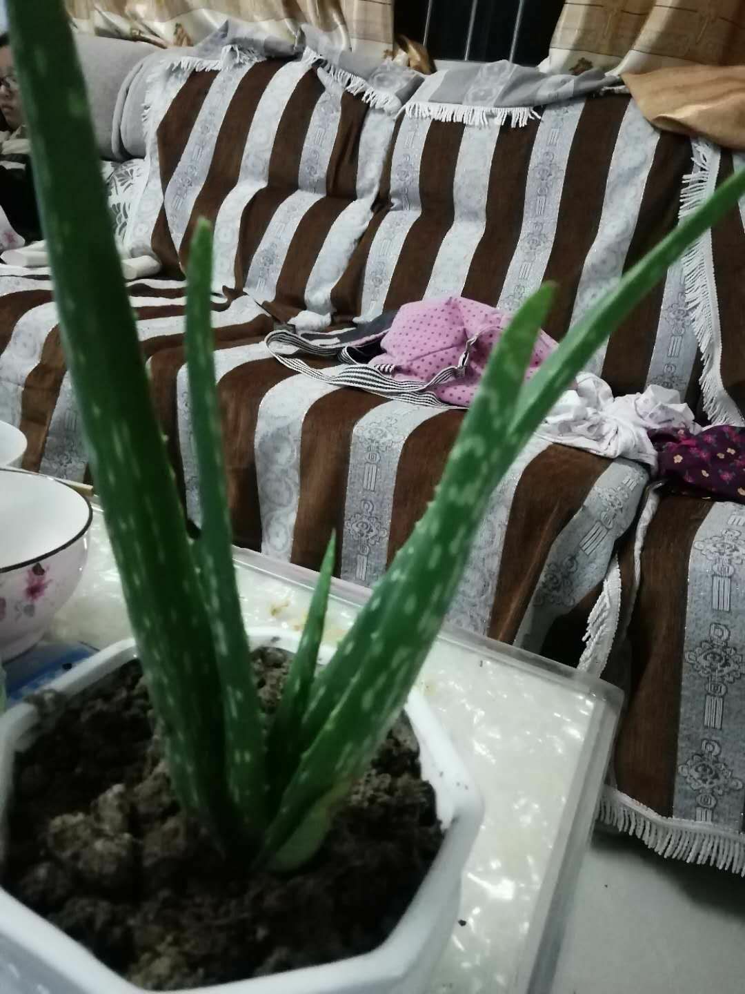  库拉索芦荟，天然种植，无农药，无化肥，施有机肥，放心使用