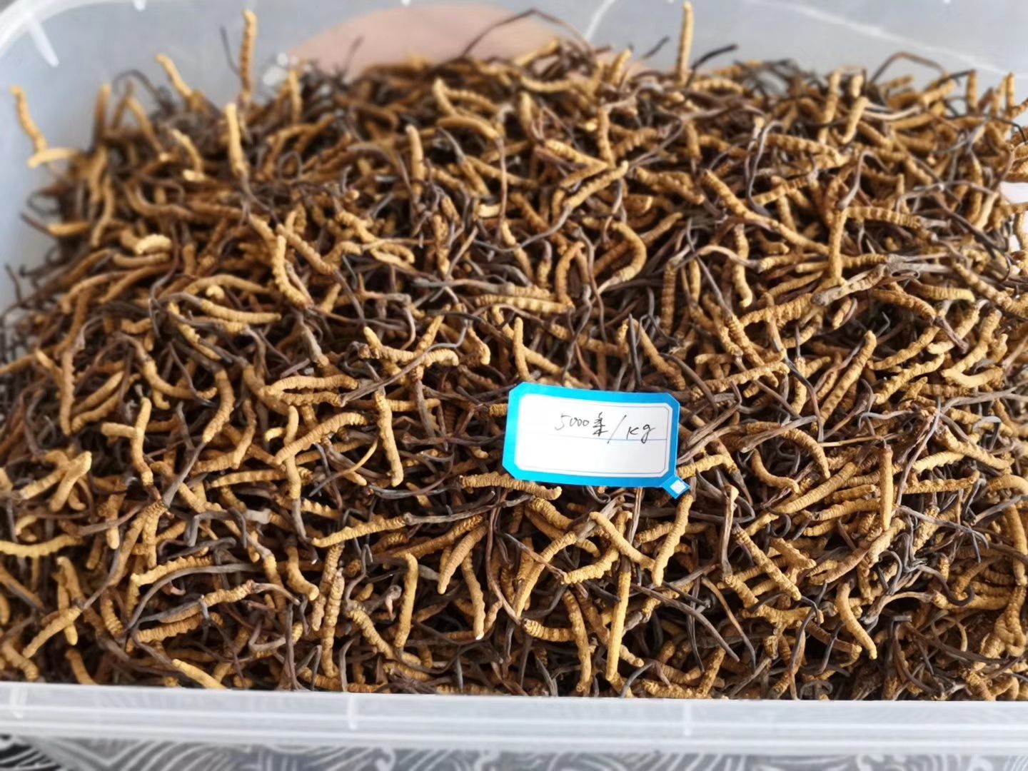 冬虫夏草  玉树2500条精选  全国包邮