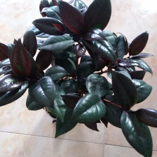 漳平市 各品种茶花苗出售