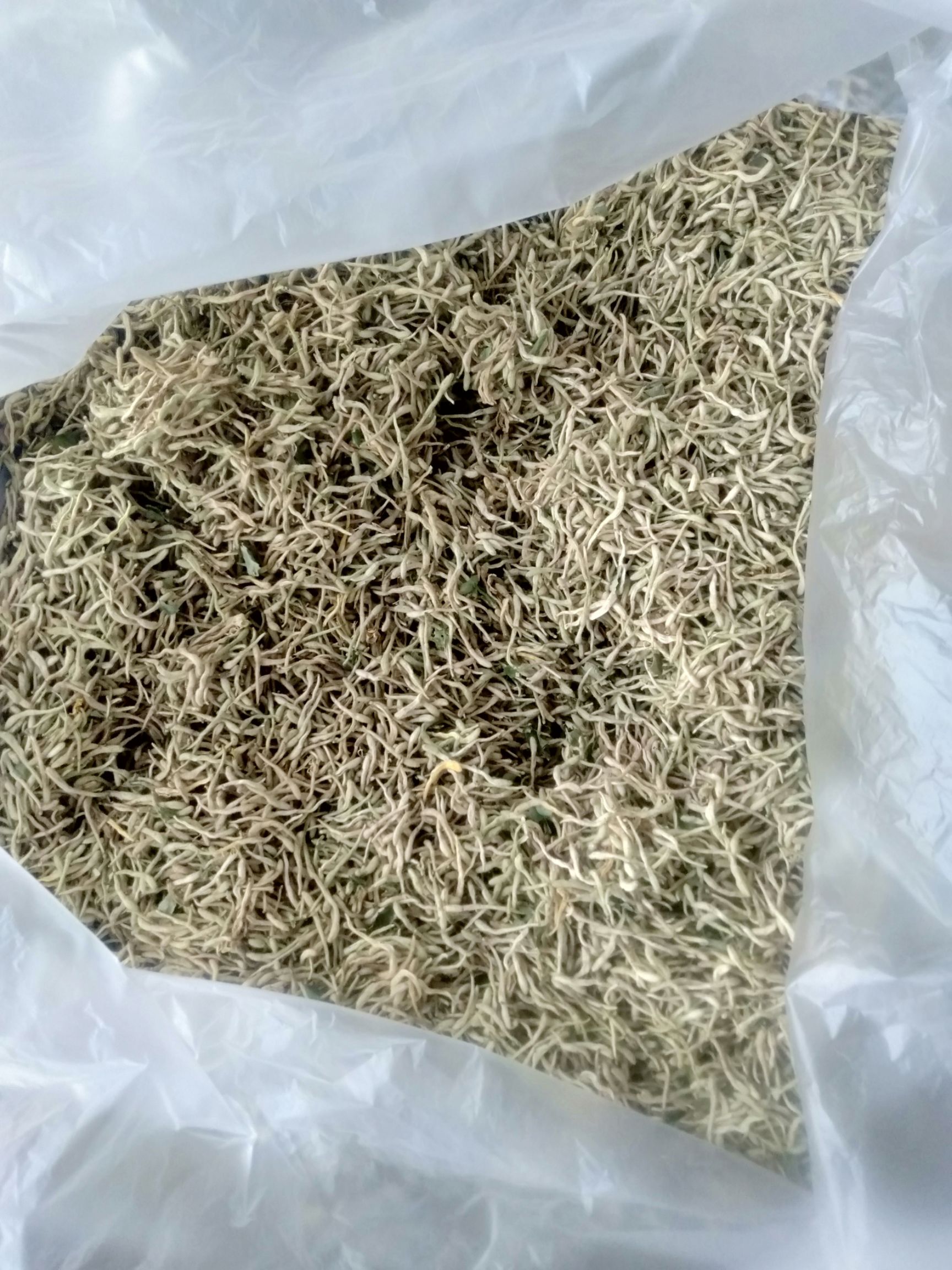  山东金银花产新