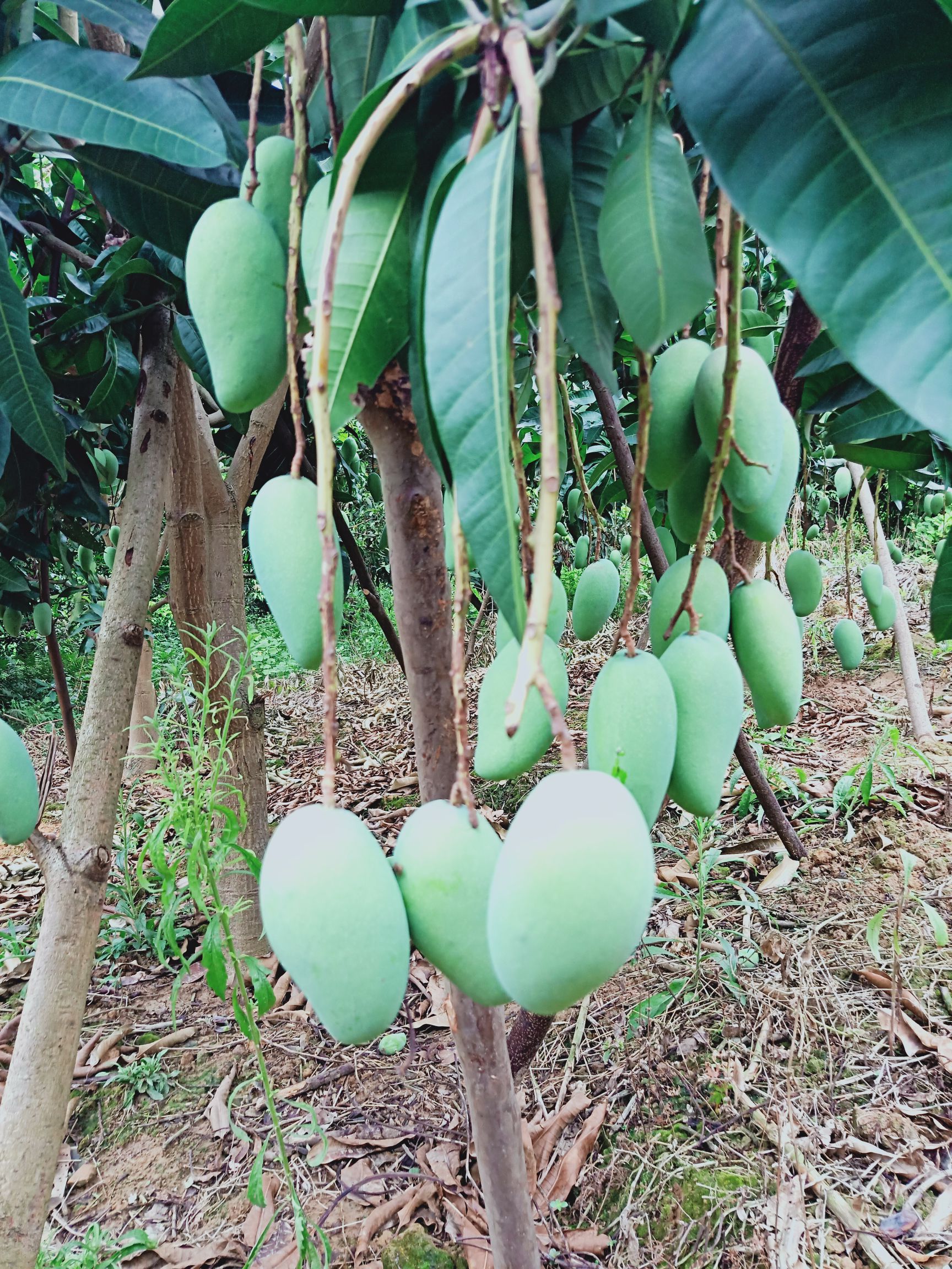 金煌芒 5两以上