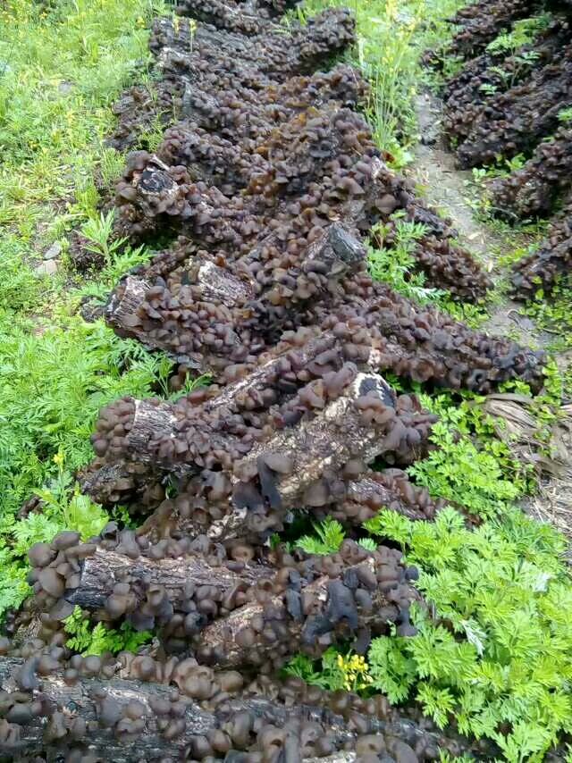 秦岭青冈栎椴木黑木耳 留坝木耳 优质椴木木耳 木耳