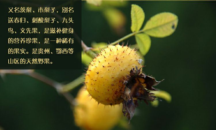 水果金刺梨苗 刺梨苗庭院种植苗 刺梨苗包成活