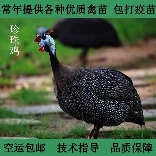 昆明珍珠鸡苗 珍珠鸡活体 成年珍珠鸡 纯种珍珠鸡苗