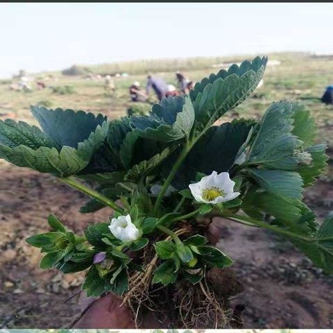 平邑县 草莓苗，裸根苗，营养袋苗，