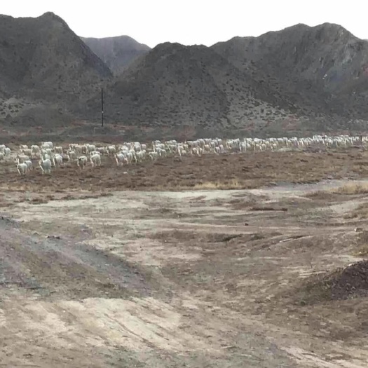 靖远县绒山羊  纯正跑山山羊，生态放养