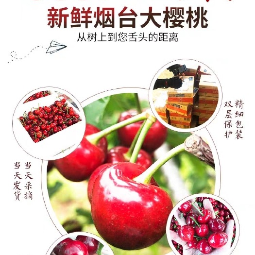 烟台 山东烟台福山大樱桃美早空运包邮