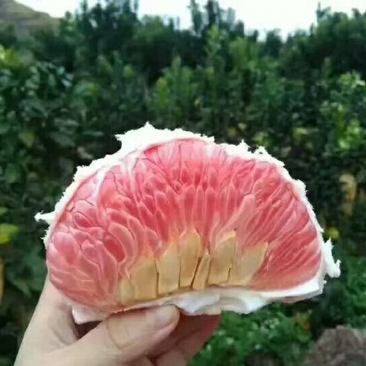 鄱阳县马家柚苗 广丰马家柚 上饶马家柚苗