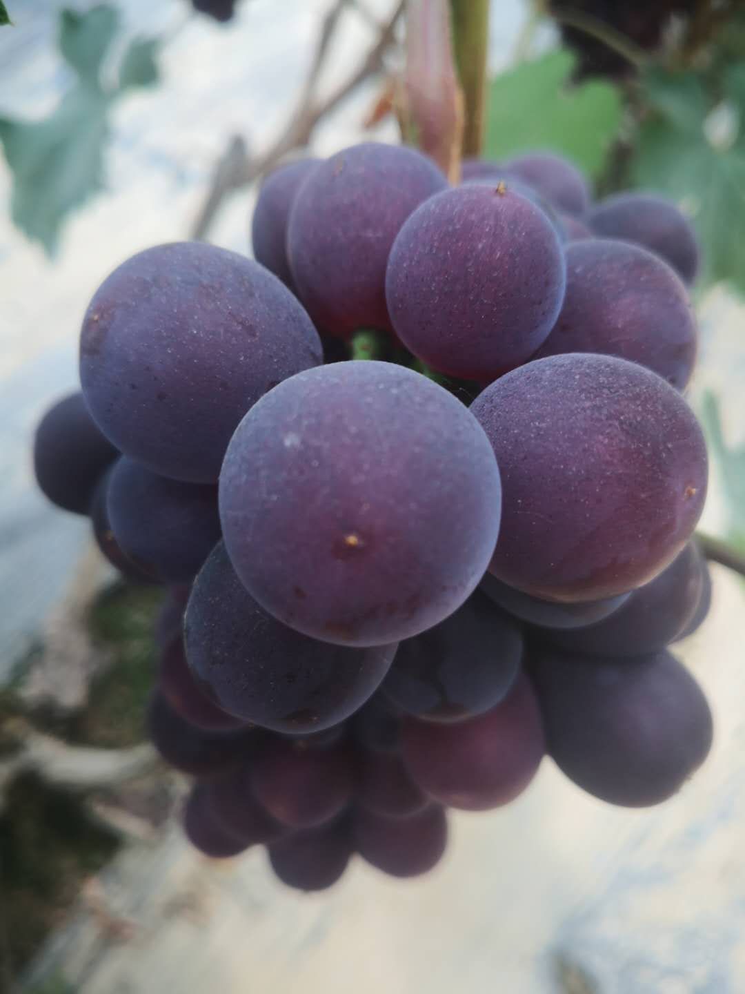  夏黑葡萄大量上市了