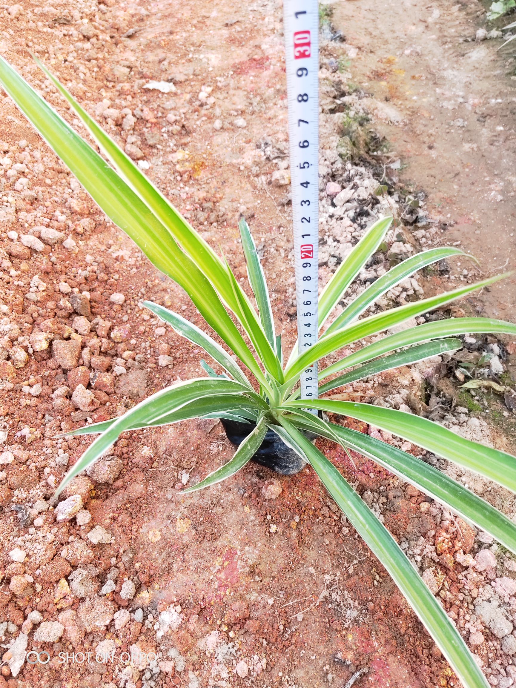 吊兰银边吊兰金边吊兰福建漳州苗木基地