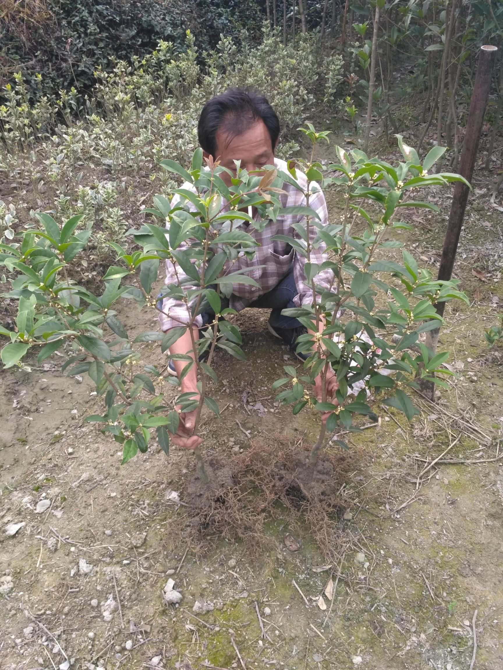  日香桂從小開花【花期長達240天】