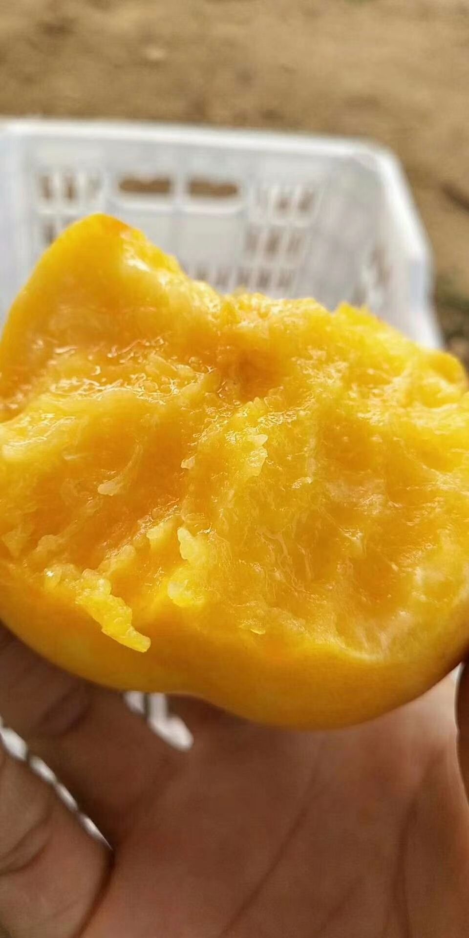  黄油桃红油桃油桃