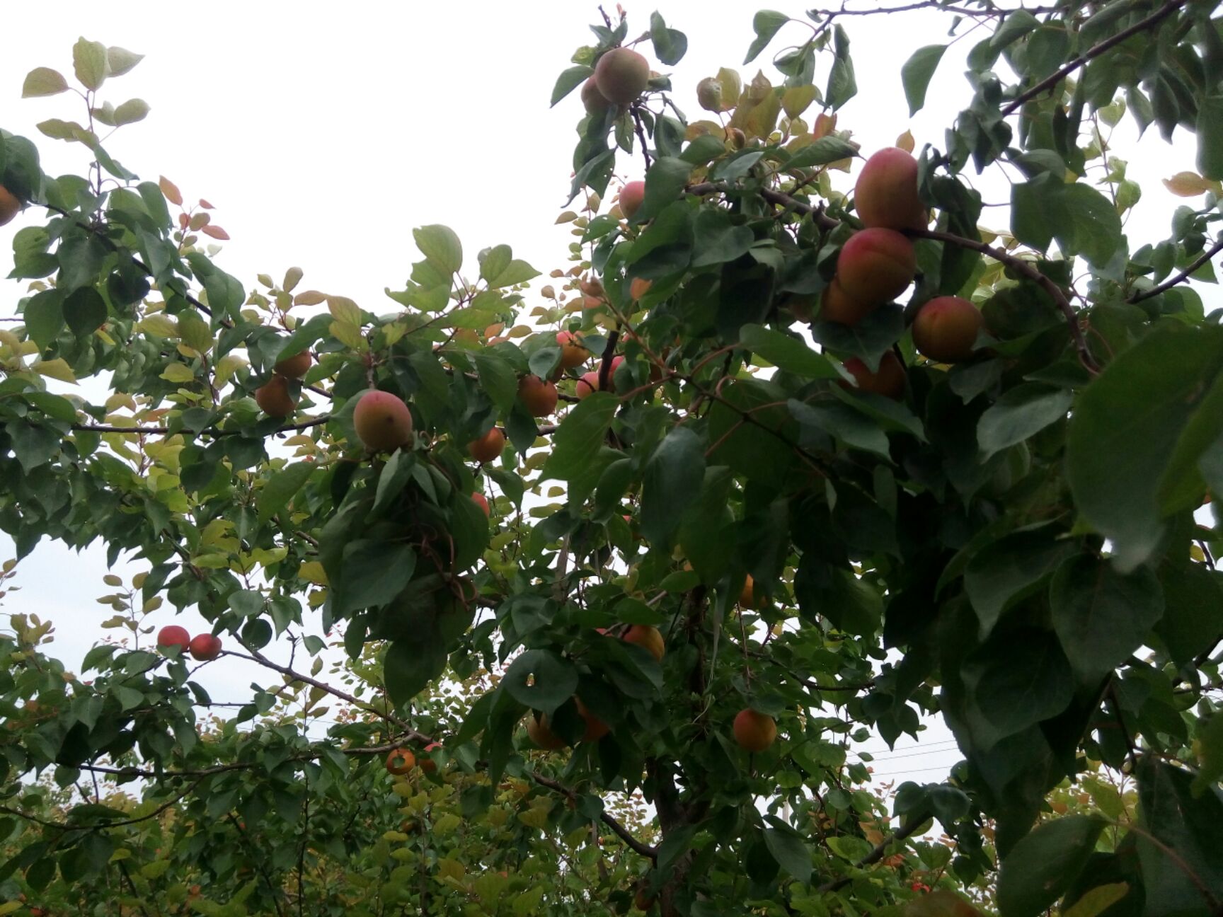  大红杏，胭脂杏