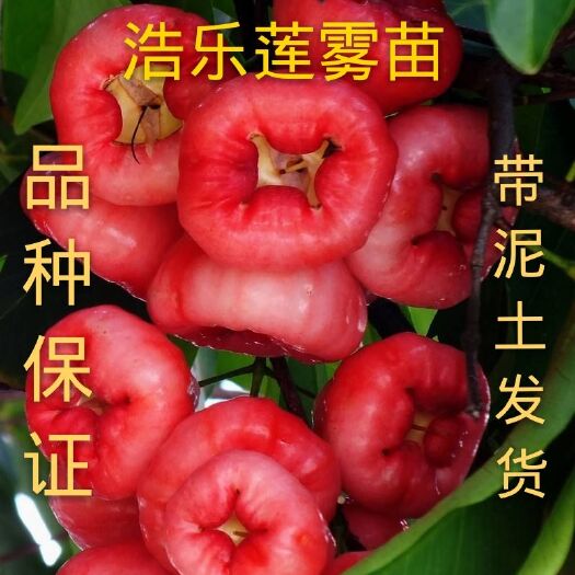 灵山县大叶红莲雾苗 黑金刚莲雾树苗 黑珍珠莲雾果苗 盆栽地栽庭院果苗南方种植