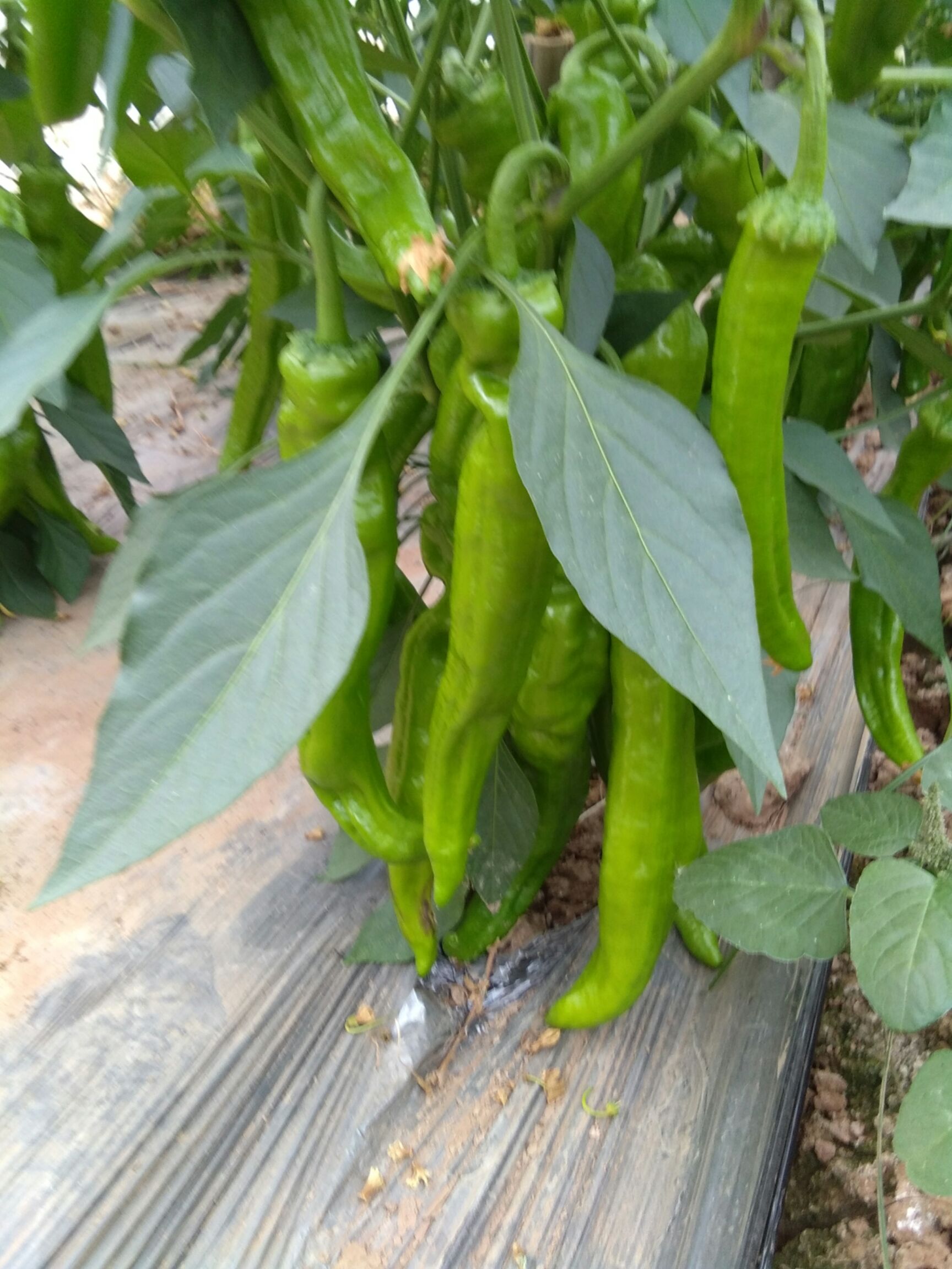 黄皮辣椒 15~20cm 微辣 橙黄