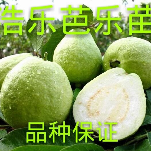 灵山县 番石榴苗红心西瓜芭乐树苗正宗四季珍珠番石榴果树苗当年结