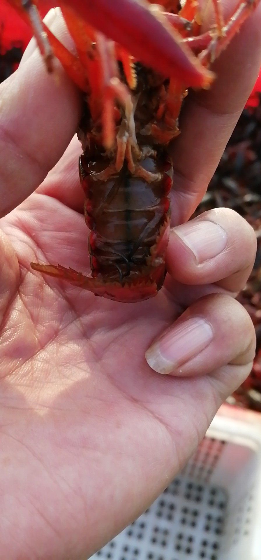 潜江小龙虾 淡水养殖，千亩供应