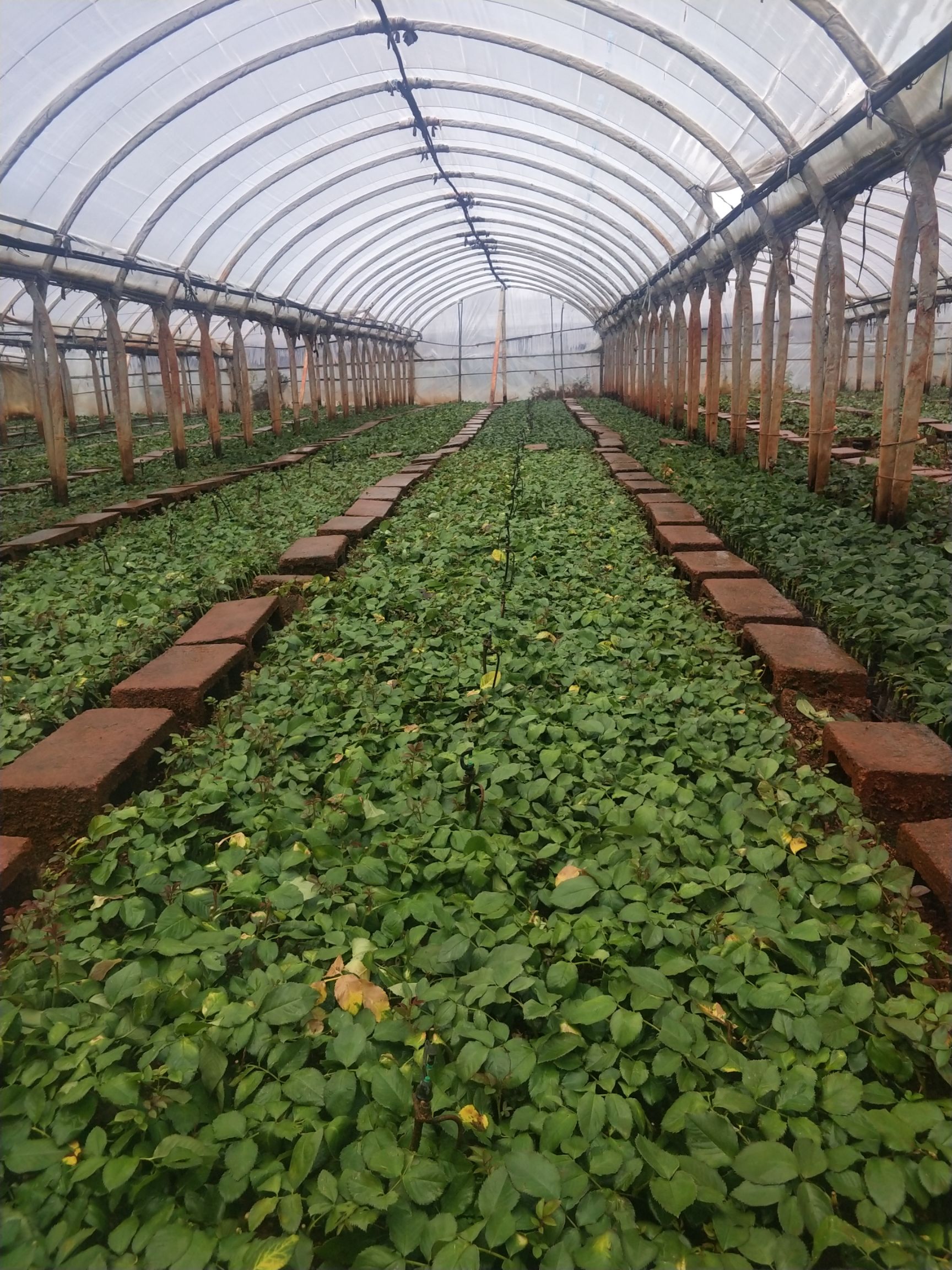  大花月季苗 金色海岸 云南黄花系列