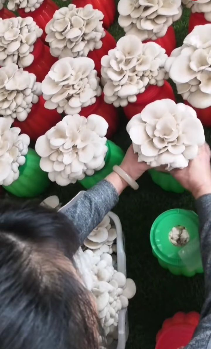  萌萌菇放在家里好看又好吃，小朋友最喜欢的一款蘑菇。