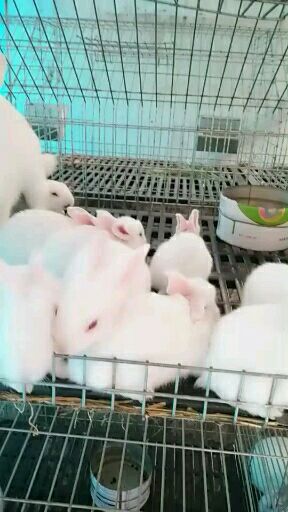 獭兔种兔 1斤以下
